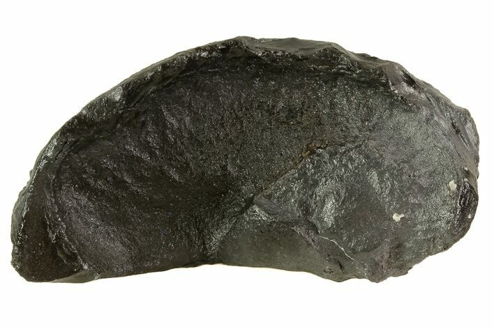 Fossil Whale Ear Bone - Miocene #69674